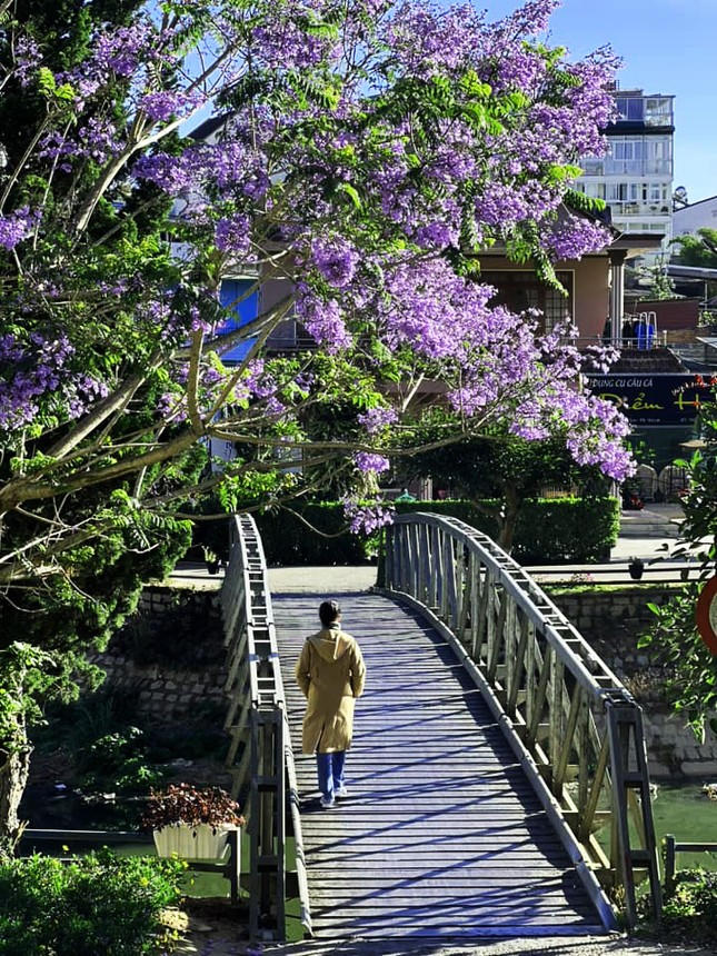 Phượng tím phủ khắp Đà Lạt, đẹp 'quên lối về'