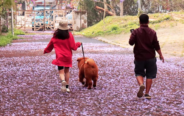 Phượng tím phủ khắp Đà Lạt, đẹp 'quên lối về'