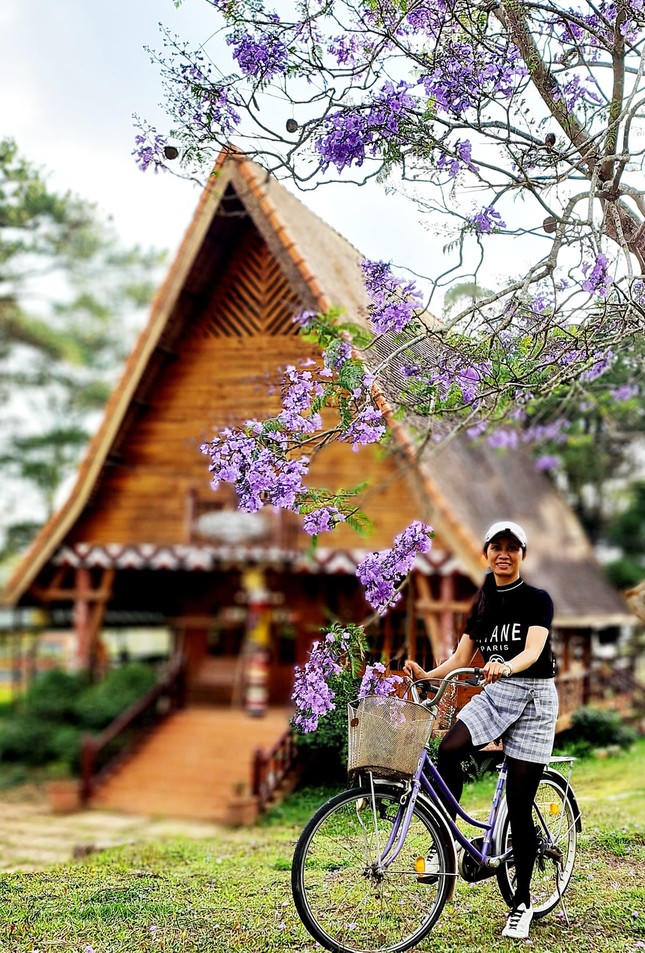 Phượng tím phủ khắp Đà Lạt, đẹp 'quên lối về'