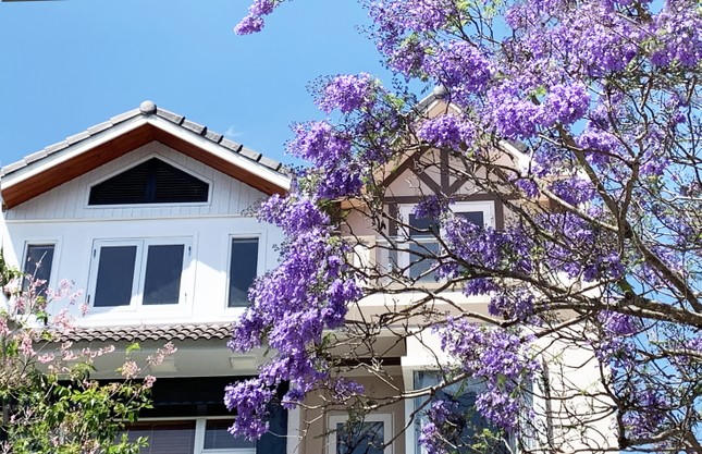 Phượng tím phủ khắp Đà Lạt, đẹp 'quên lối về'