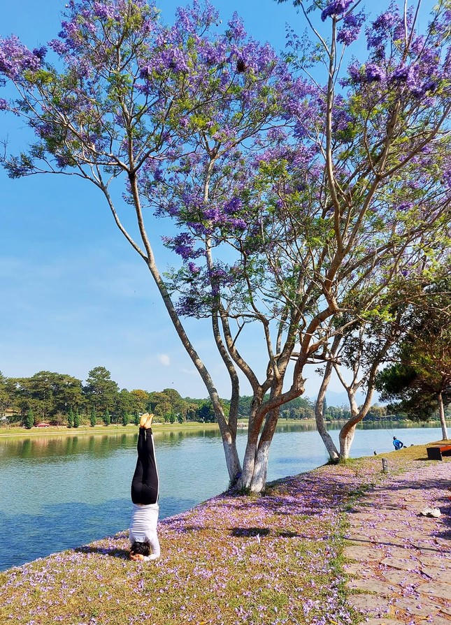 Phượng tím phủ khắp Đà Lạt, đẹp 'quên lối về'