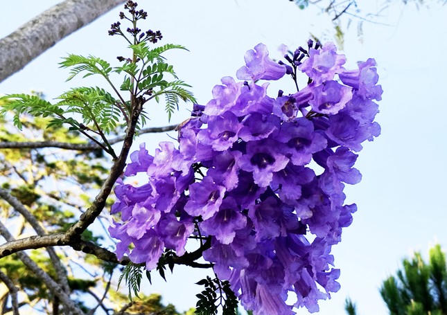 Phượng tím phủ khắp Đà Lạt, đẹp 'quên lối về'