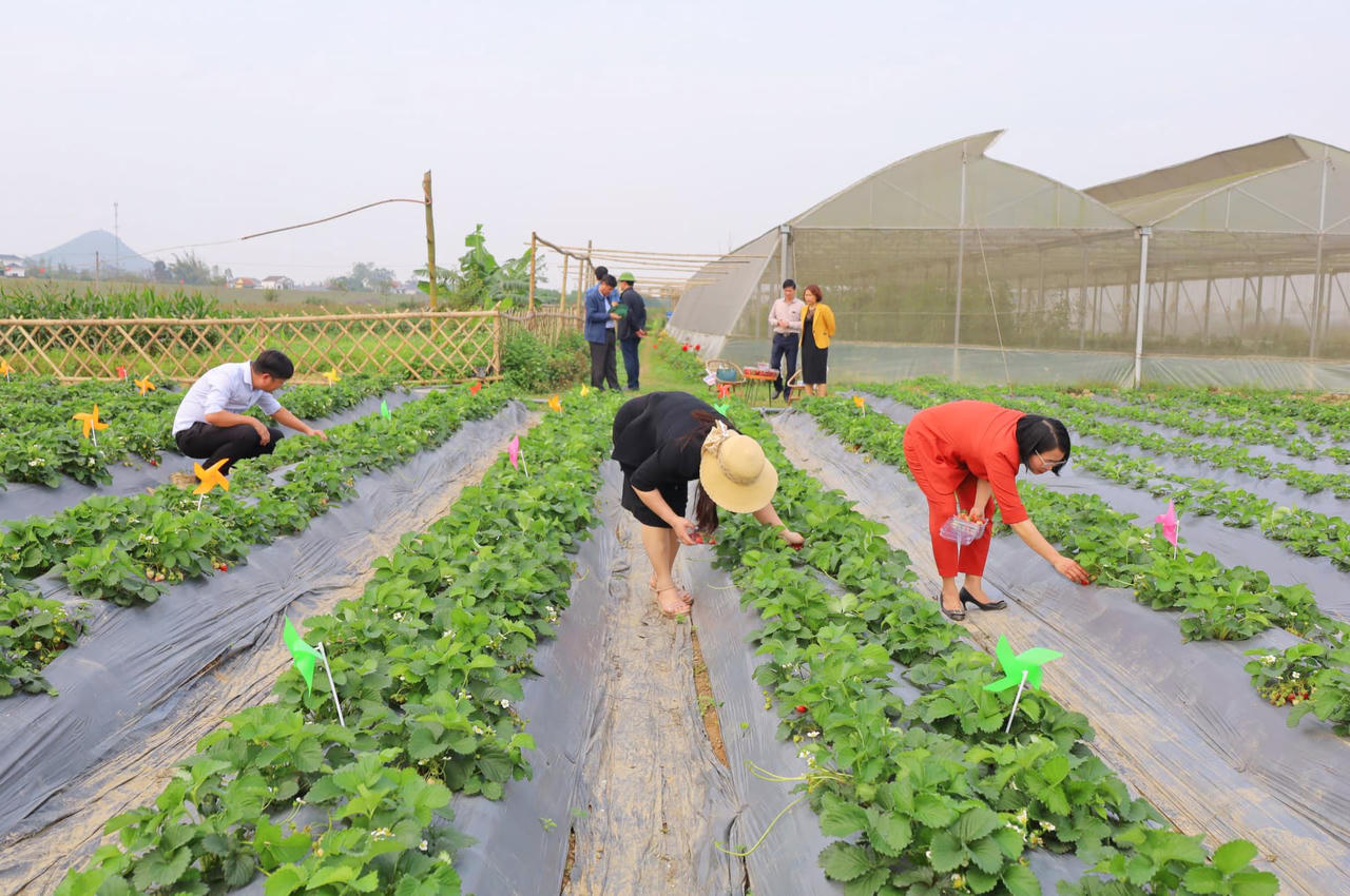 Chàng trai mang dâu tây về bãi bồi sông Lam 