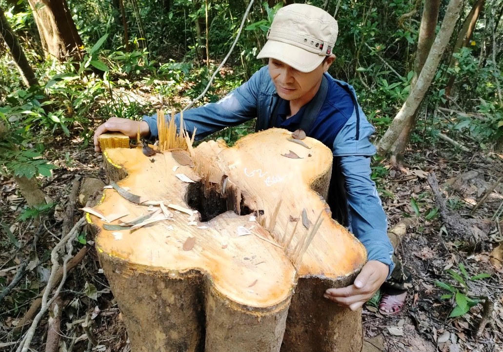Yêu cầu khẩn trương điều tra vụ phá rừng phòng hộ