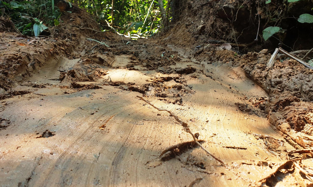 Yêu cầu khẩn trương điều tra vụ phá rừng phòng hộ