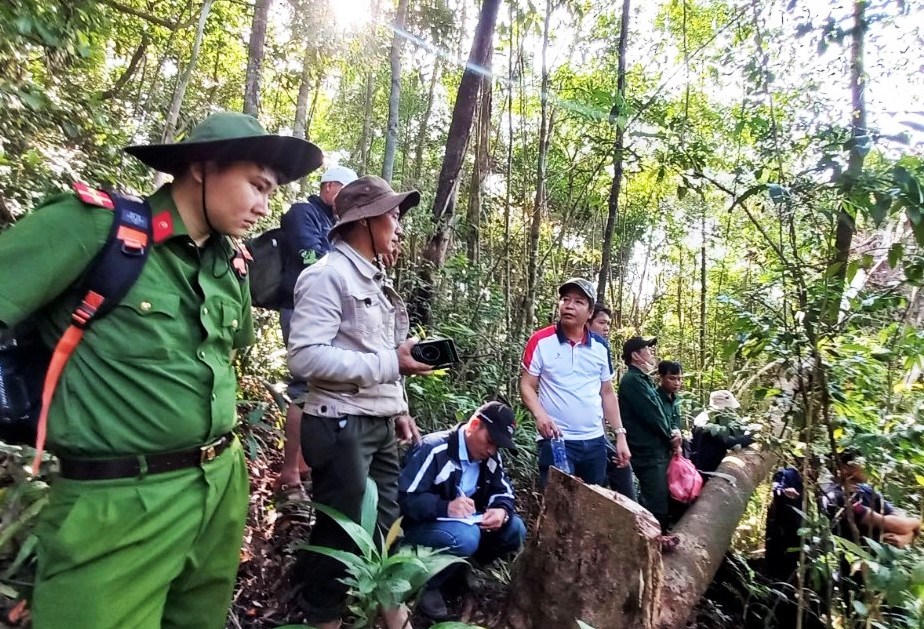 Yêu cầu khẩn trương điều tra vụ phá rừng phòng hộ