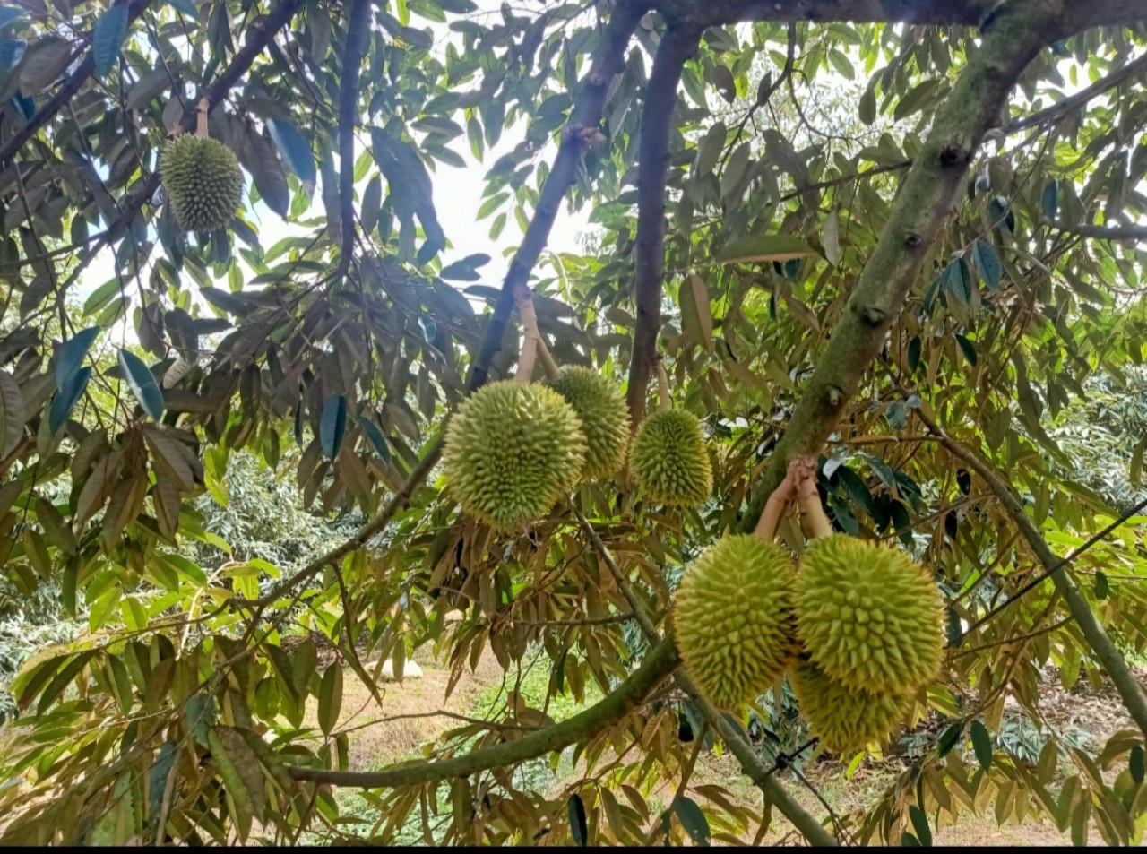 Cần Thơ: Giải pháp giúp nông sản “vừa được mùa, vừa được giá”