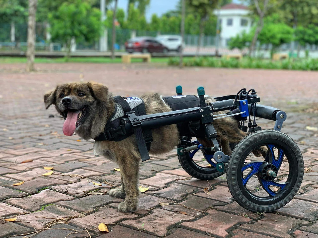 Cặp vợ chồng “tái sinh” đôi chân cho chó, mèo