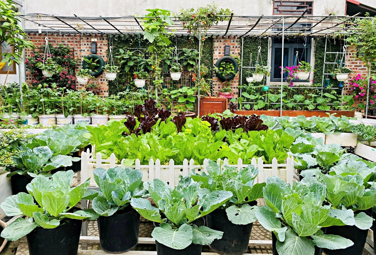 Nữ kế toán về hưu biến rác thải thành khu vườn xanh tươi hoa trái