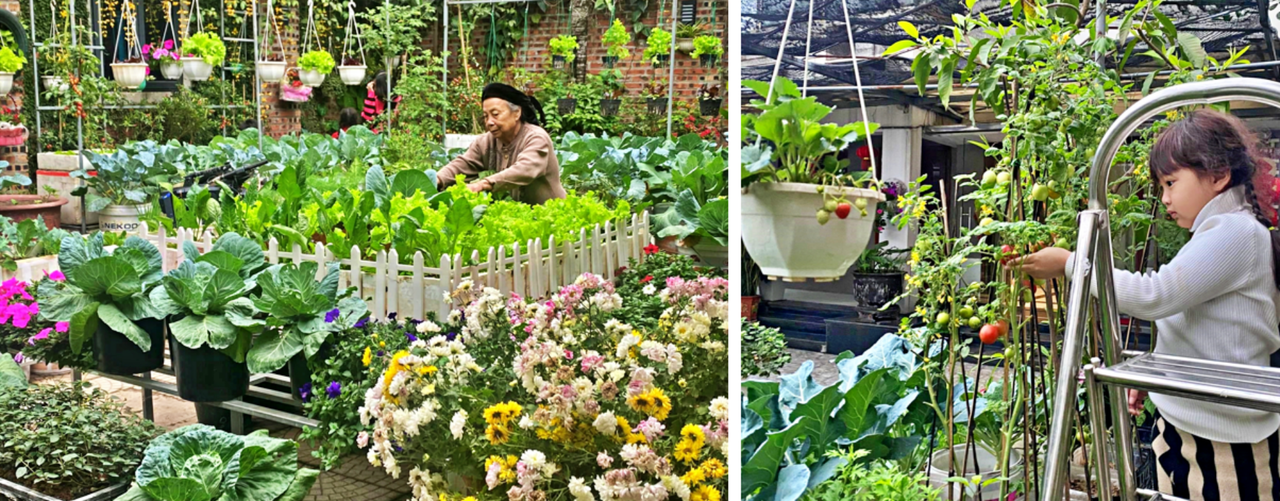 Nữ kế toán về hưu biến rác thải thành khu vườn xanh tươi hoa trái