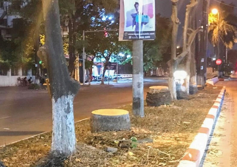 Chặt hạ, dịch chuyển 140 cây xanh trên phố Kim Đồng để làm hầm chui Vành đai 2,5