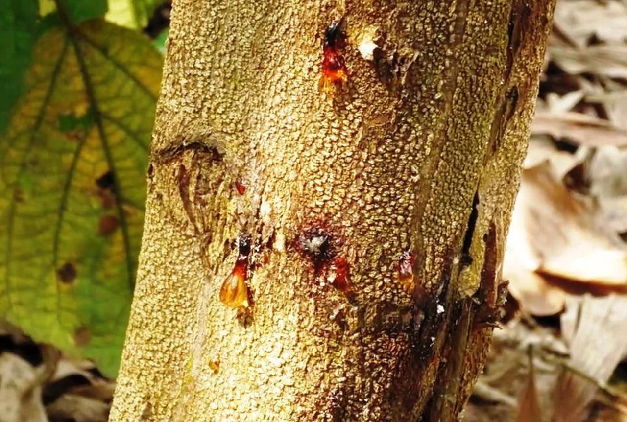  Quảng Ngãi: Hơn 400ha keo chết chưa rõ nguyên nhân