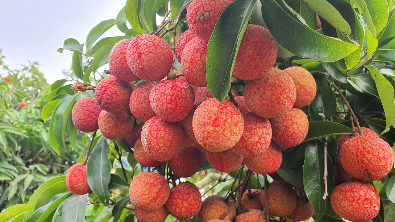 Có một "miệt vườn trái cây" cách không xa Hà Nội