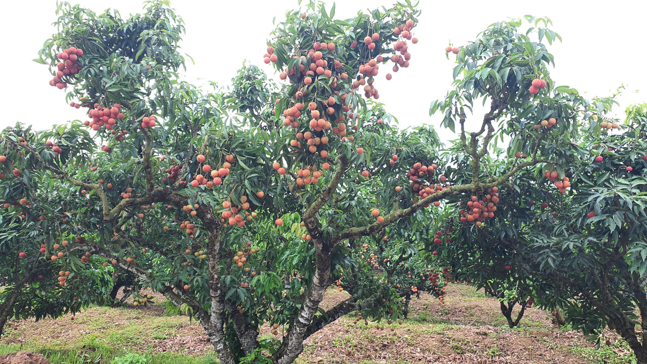 Có một "miệt vườn trái cây" cách không xa Hà Nội