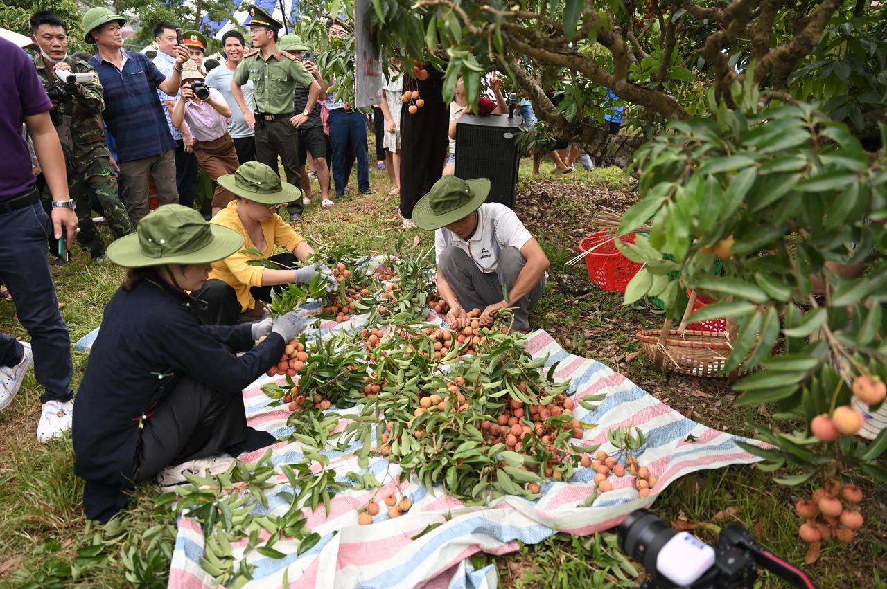 Có một "miệt vườn trái cây" cách không xa Hà Nội