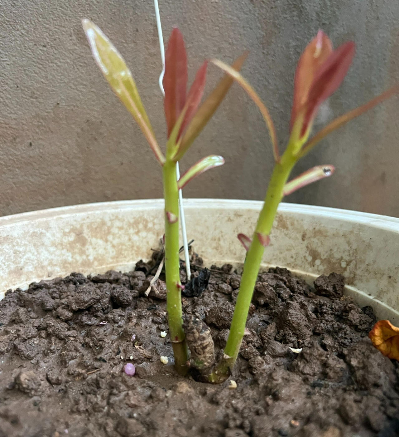 Câu chuyện bên trái bàng vuông mới nảy mầm cùng thầy giáo làm công tác Đội 