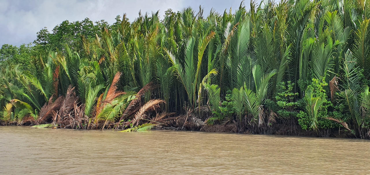 Giữ đất cho 'Mũi thuyền' Cà Mau - Bài 1: Thực tế đáng báo động