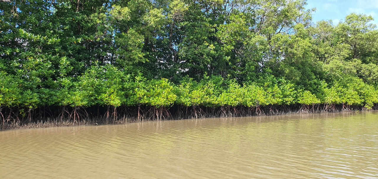 Giữ đất cho 'Mũi thuyền' Cà Mau - Bài 1: Thực tế đáng báo động