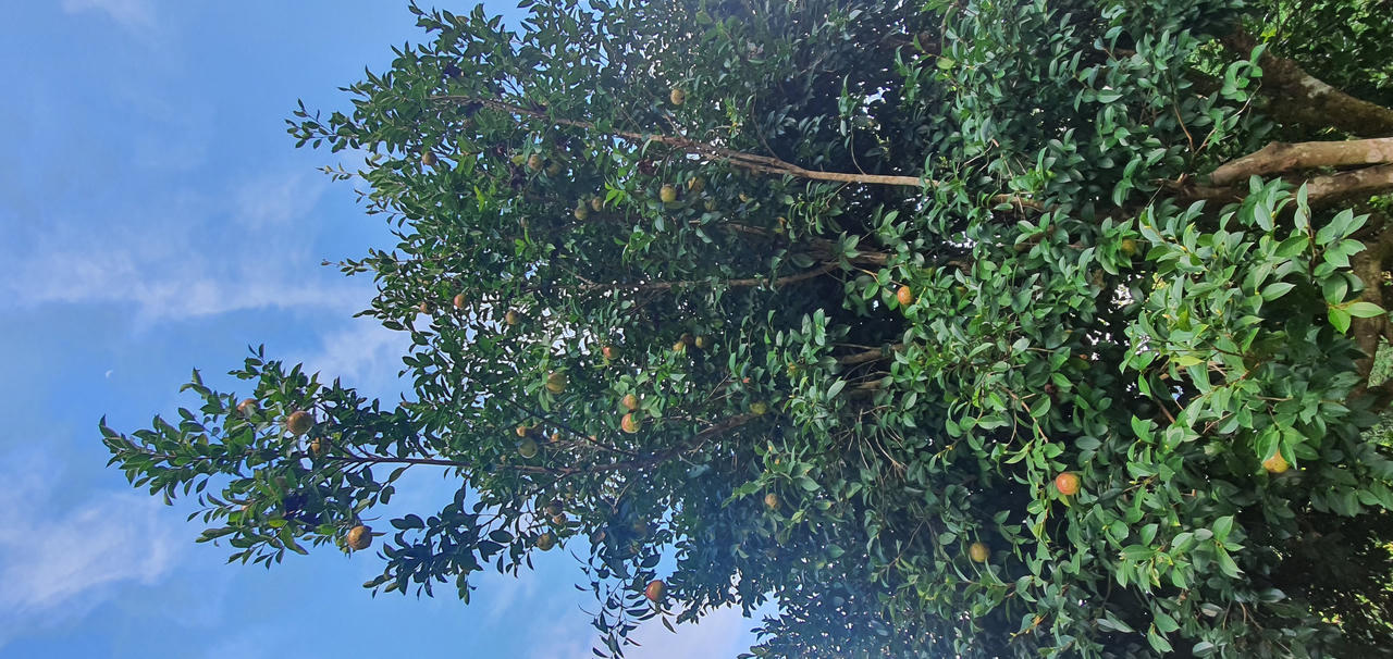 Có một loài cây quý như “vàng lỏng” ở Bình Liêu