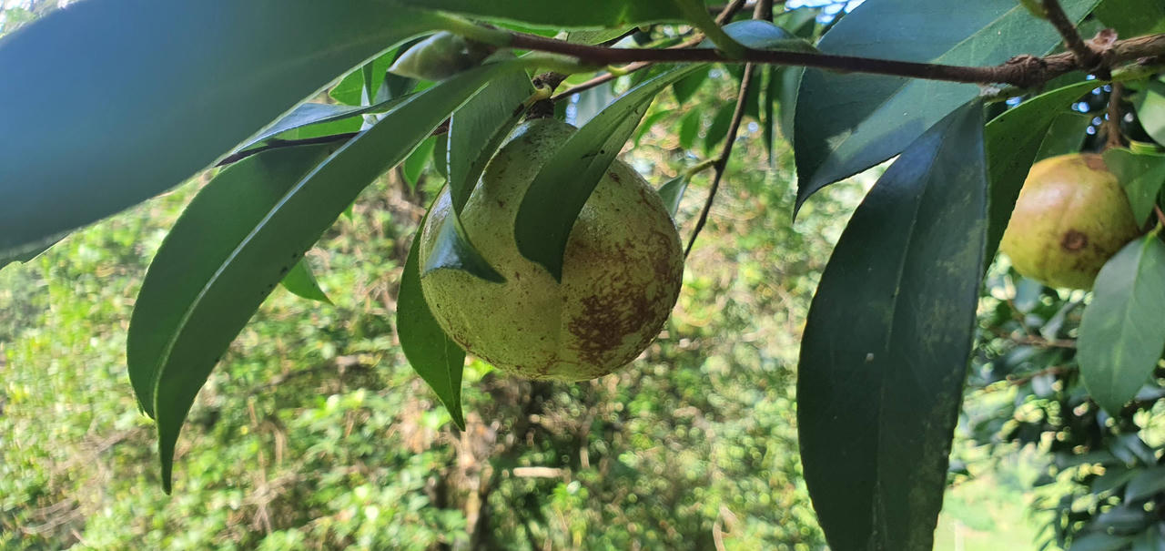 Có một loài cây quý như “vàng lỏng” ở Bình Liêu