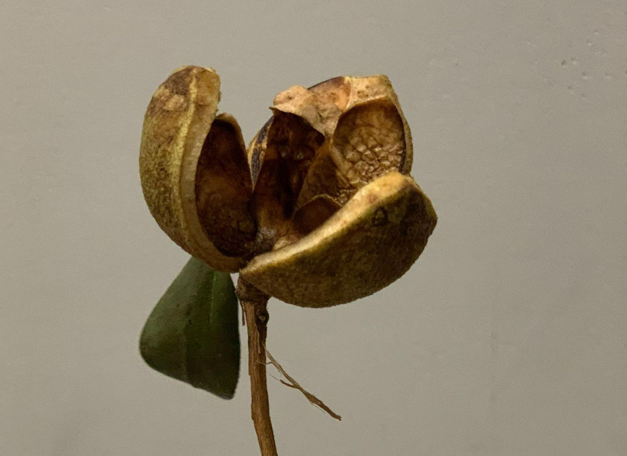 Có một loài cây quý như “vàng lỏng” ở Bình Liêu