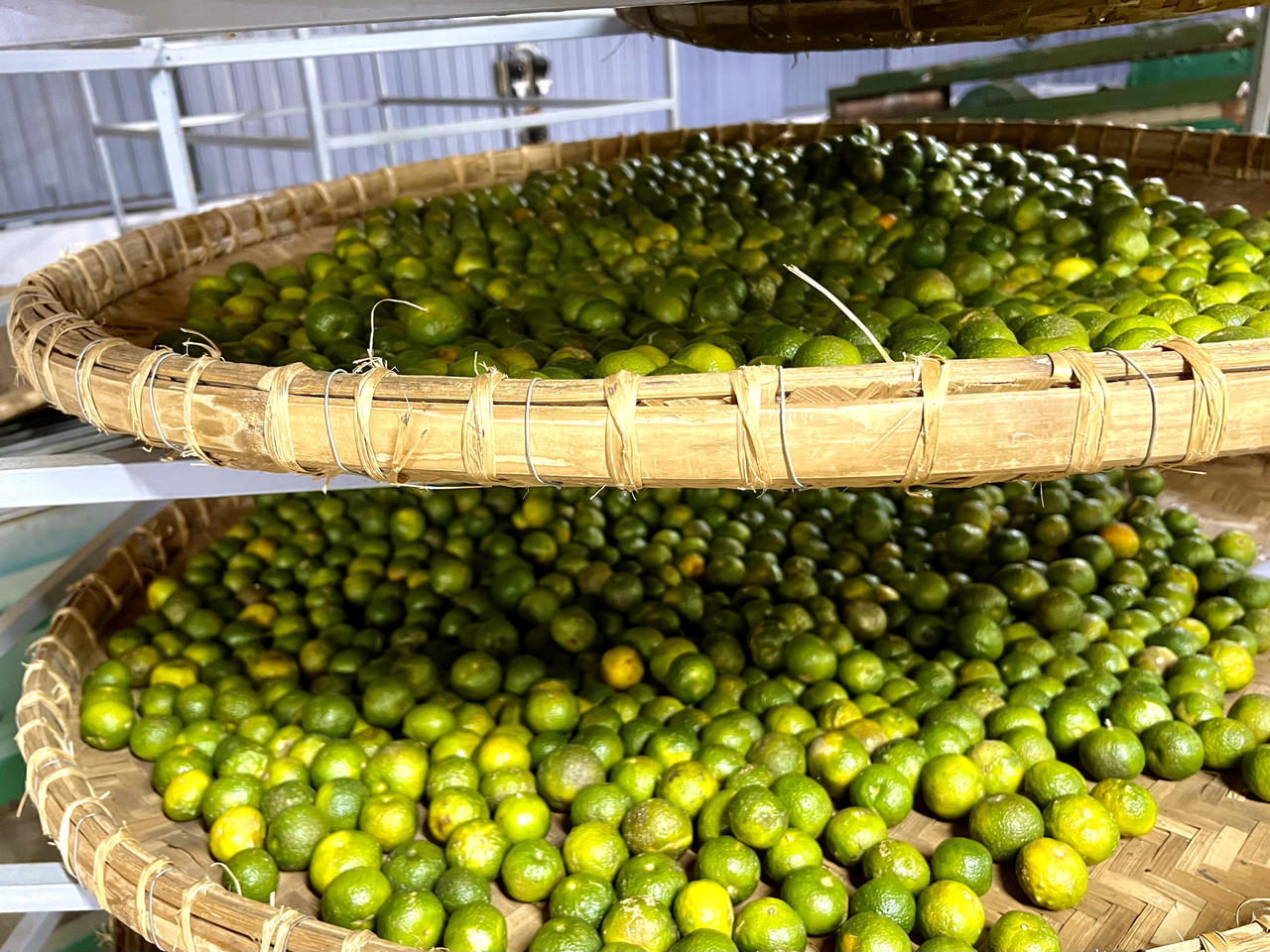 Đón Tết với trà quýt cổ - món quà “Thiên thượng lạc nhân gian”