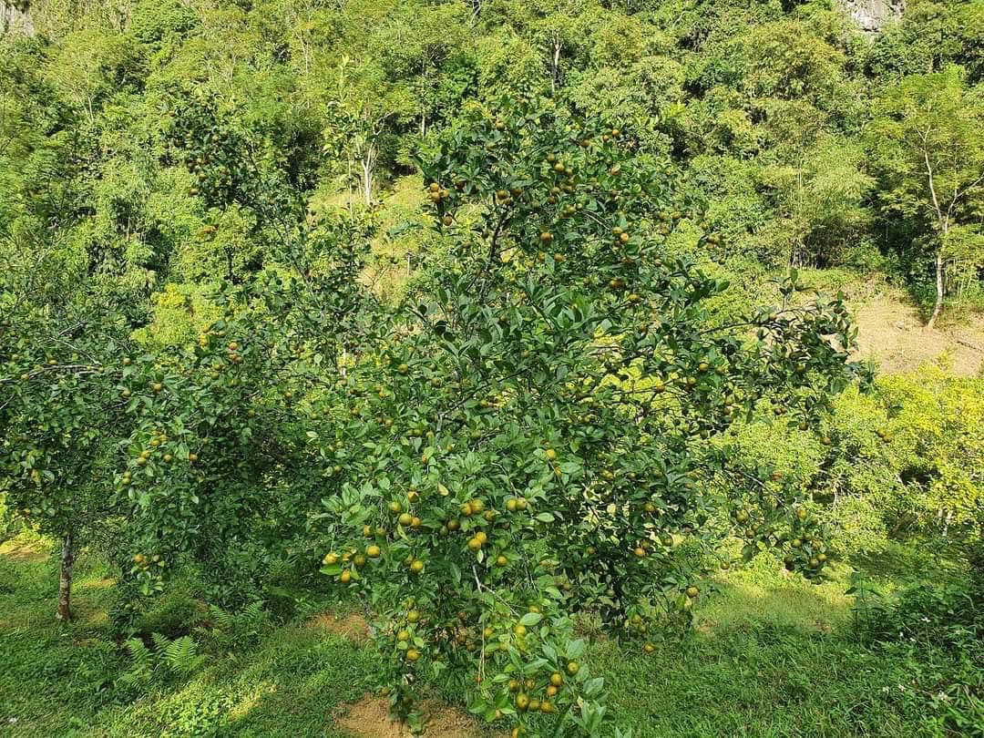 Đón Tết với trà quýt cổ - món quà “Thiên thượng lạc nhân gian”