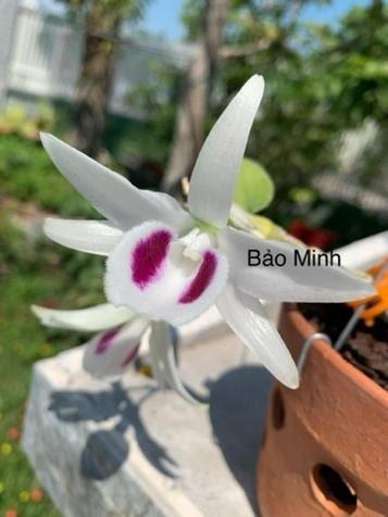 Bảo Duy - niềm mơ ước của những người yêu lan