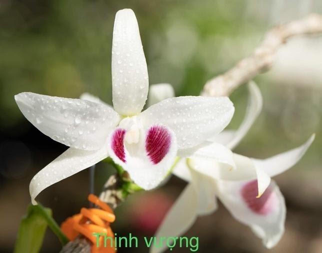 Bảo Duy - niềm mơ ước của những người yêu lan