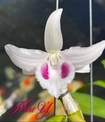 Bảo Duy - niềm mơ ước của những người yêu lan