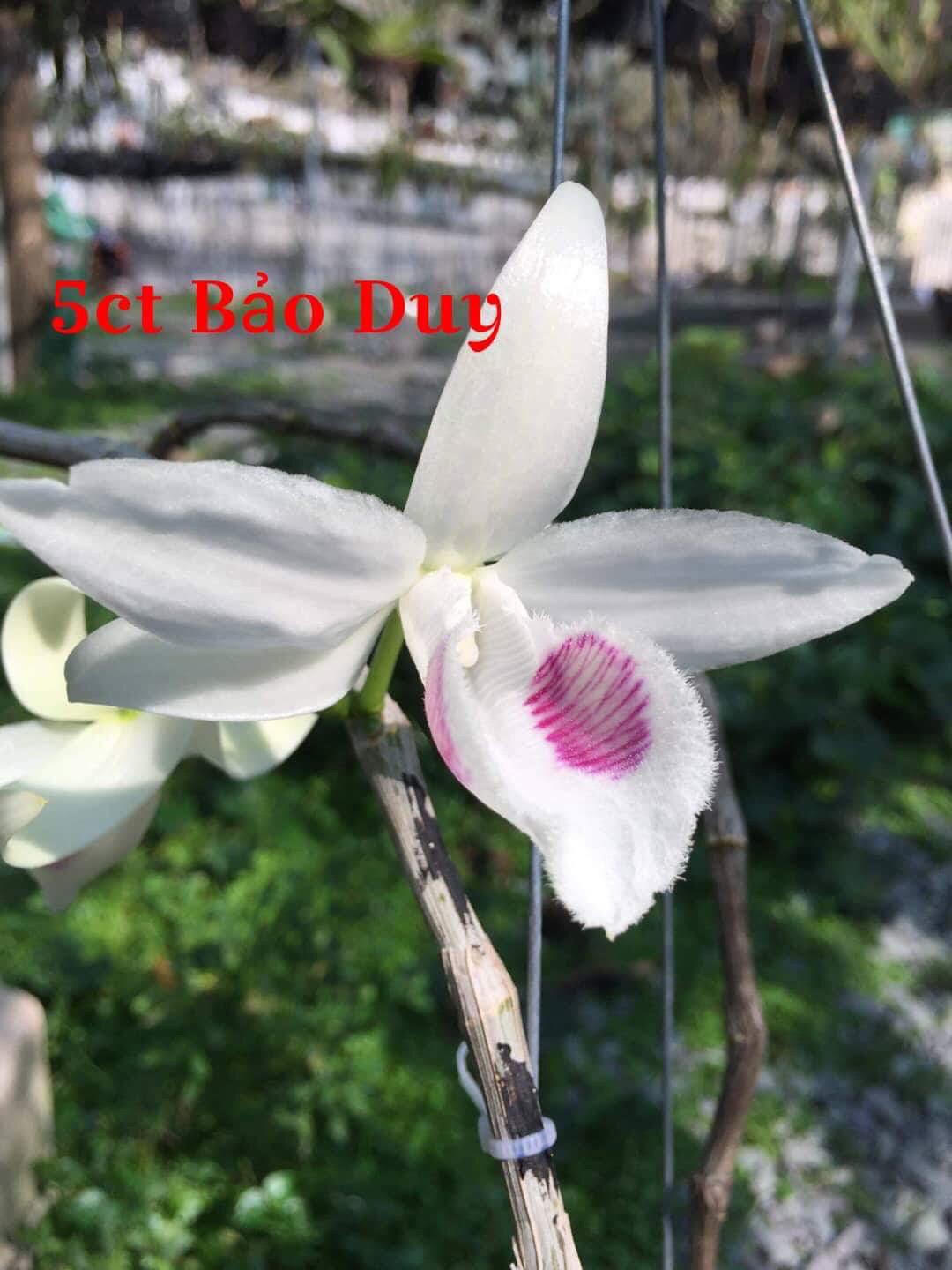 Bảo Duy - niềm mơ ước của những người yêu lan