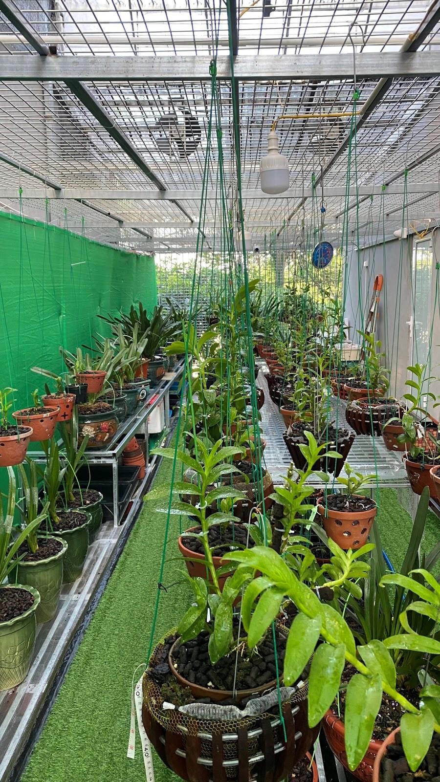 Thăm vườn lan var tiền tỷ Linh Sơn