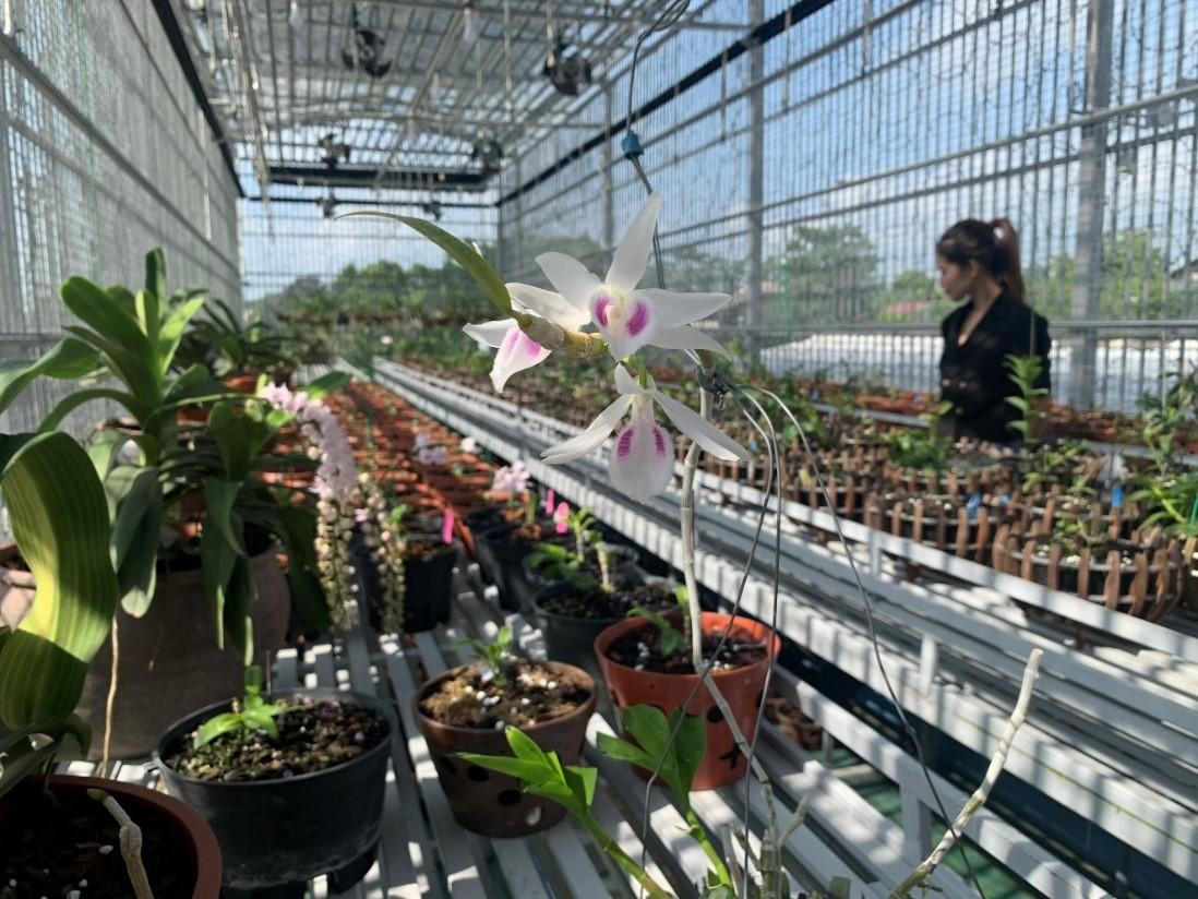 Câu chuyện khởi nghiệp từ gian khó đến thành công của cô chủ xinh đẹp vườn lan Tạ Quyên