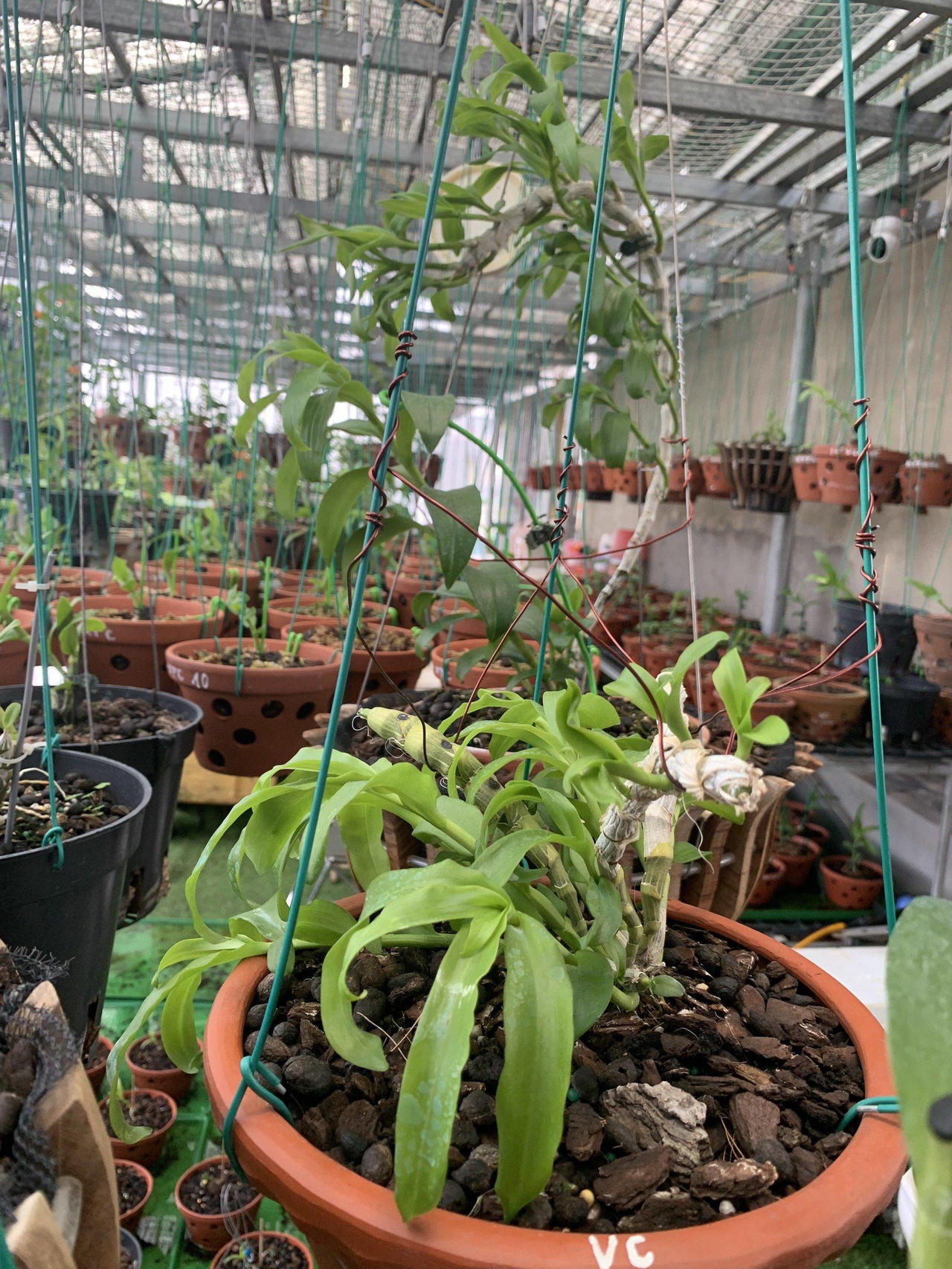 Từ đam mê đến hành trình chinh phục hoa lan của bà chủ vườn lan Lý Sơn