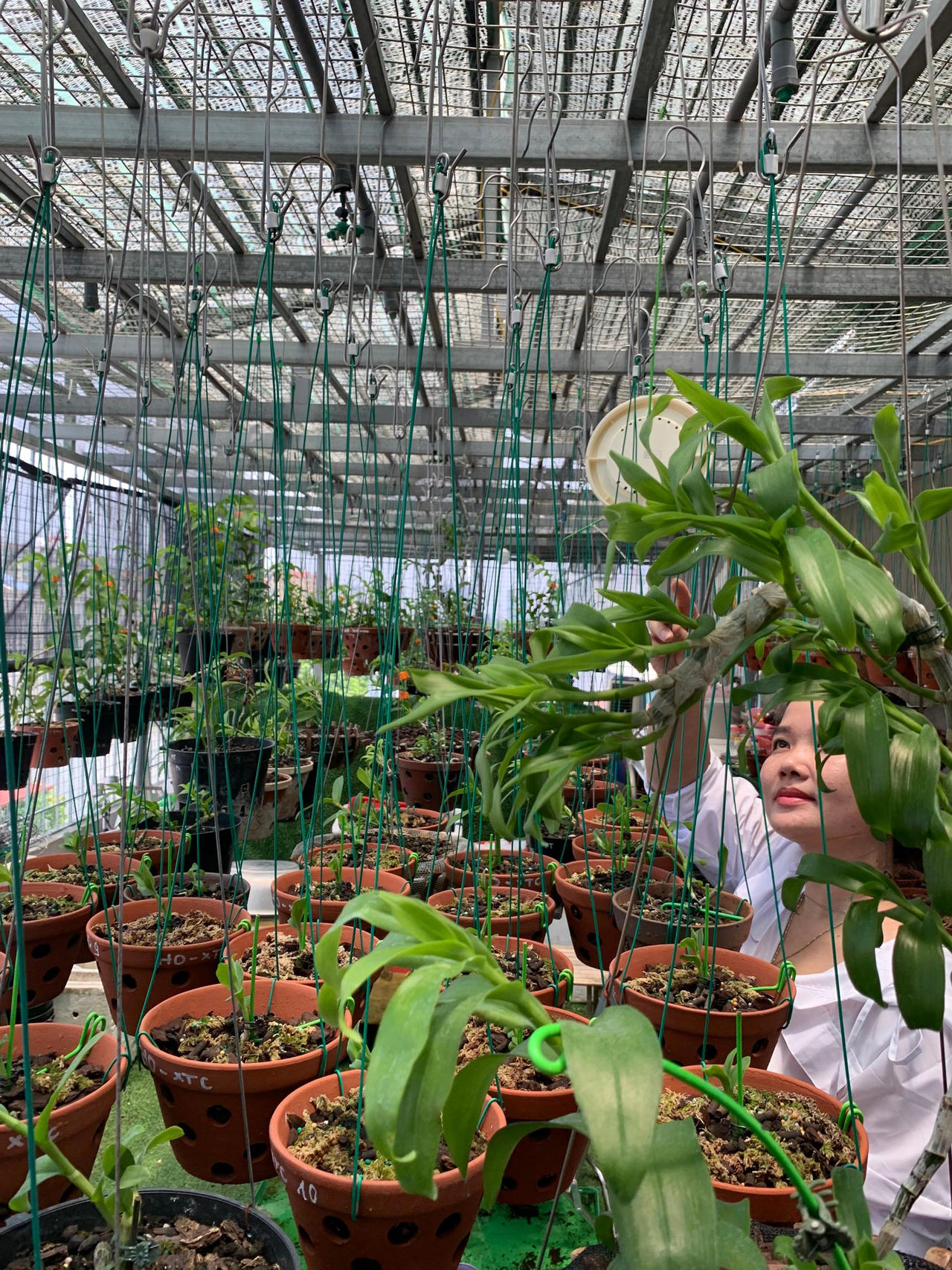 Từ đam mê đến hành trình chinh phục hoa lan của bà chủ vườn lan Lý Sơn