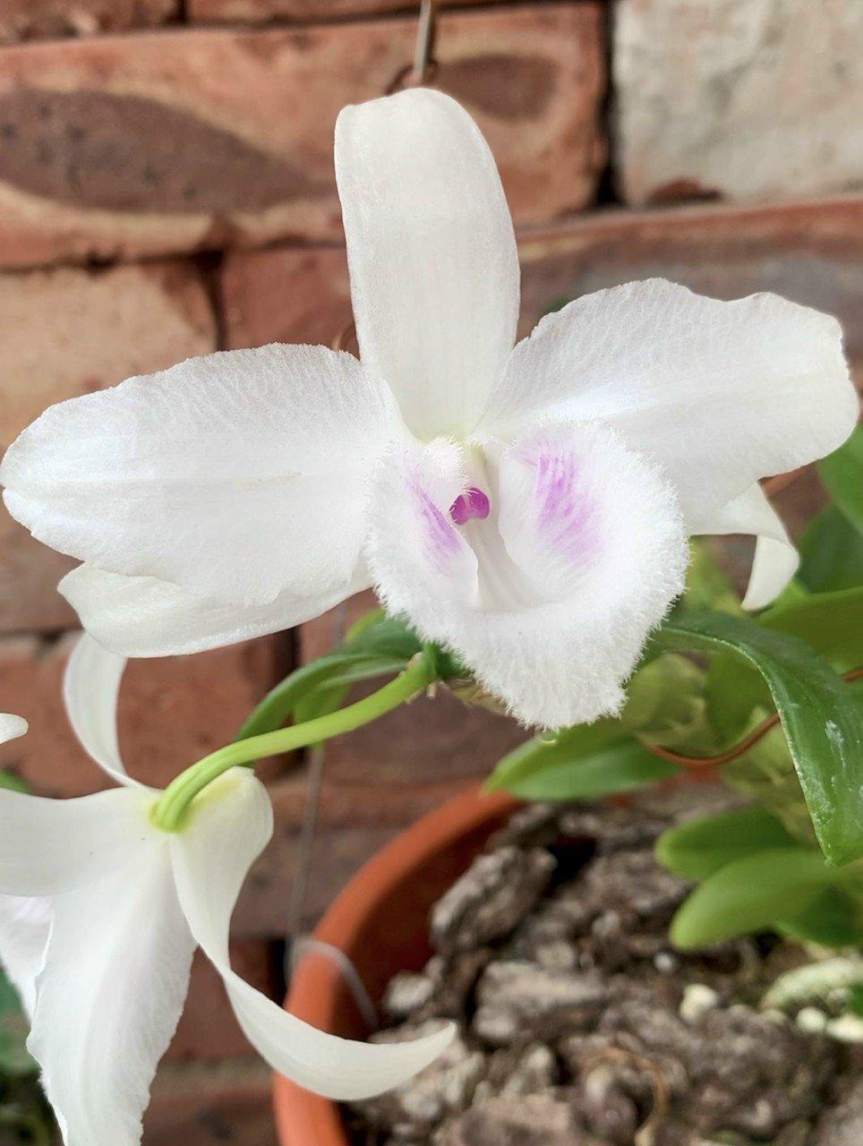 Từ đam mê đến hành trình chinh phục hoa lan của bà chủ vườn lan Lý Sơn