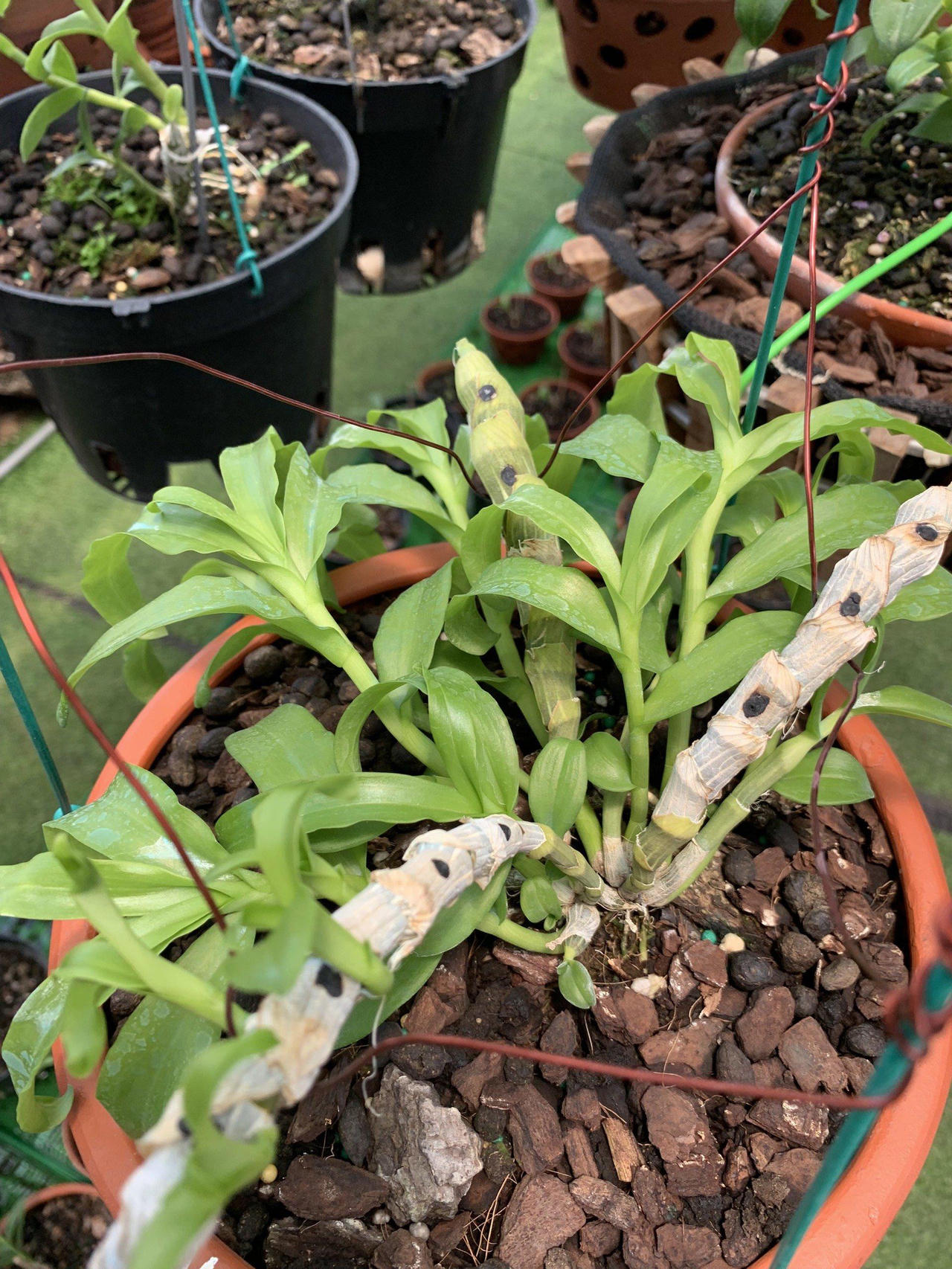 Từ đam mê đến hành trình chinh phục hoa lan của bà chủ vườn lan Lý Sơn