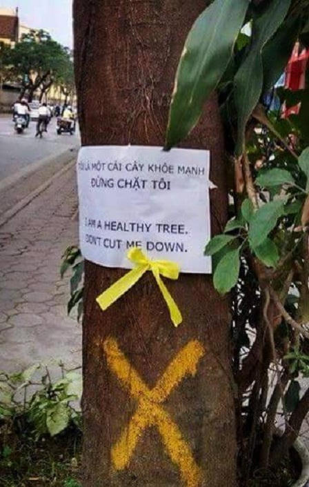 Cận cảnh hàng loạt cây xanh bị đốn hạ ở Hà Nội