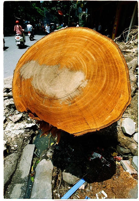 Cận cảnh hàng loạt cây xanh bị đốn hạ ở Hà Nội
