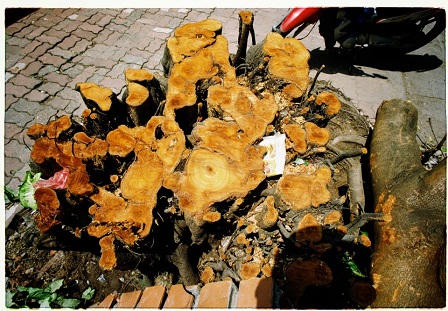 Cận cảnh hàng loạt cây xanh bị đốn hạ ở Hà Nội