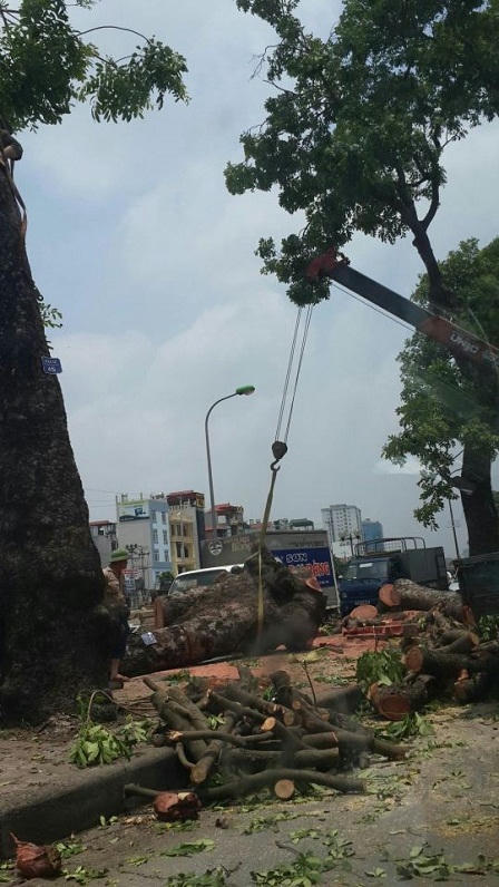 Cận cảnh hàng loạt cây xanh bị đốn hạ ở Hà Nội