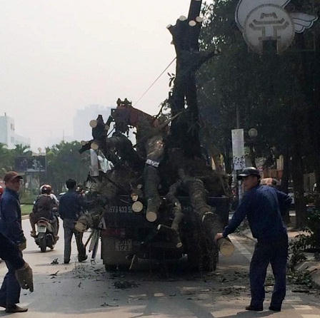 Cận cảnh hàng loạt cây xanh bị đốn hạ ở Hà Nội