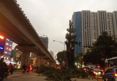 Cận cảnh hàng loạt cây xanh bị đốn hạ ở Hà Nội