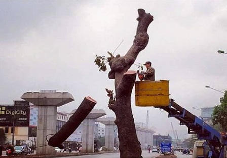 Cận cảnh hàng loạt cây xanh bị đốn hạ ở Hà Nội