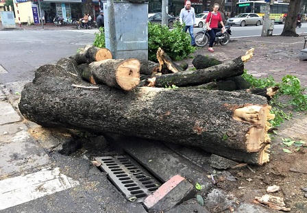 Cận cảnh hàng loạt cây xanh bị đốn hạ ở Hà Nội