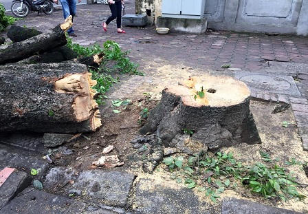 Cận cảnh hàng loạt cây xanh bị đốn hạ ở Hà Nội