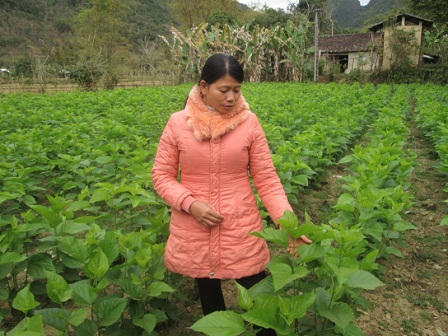 Ngôi làng “phất to” nhờ nghề trồng dâu nuôi tằm