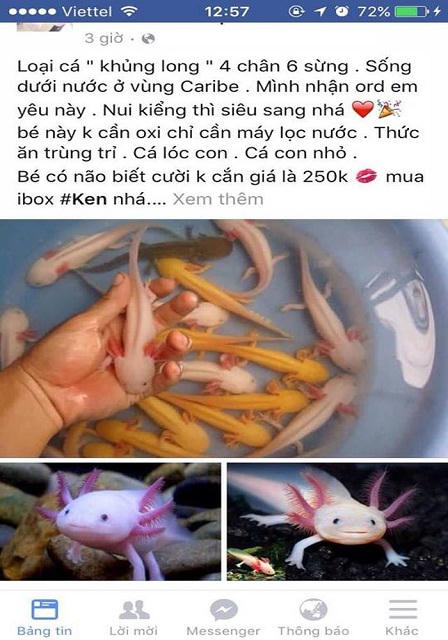  “Cá khủng long” bạc triệu đáng yêu nhưng đỏng đảnh 