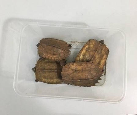 Hà Nội: Giải cứu thành công cá thể culi quý hiếm cùng nhiều động vật hoang dã