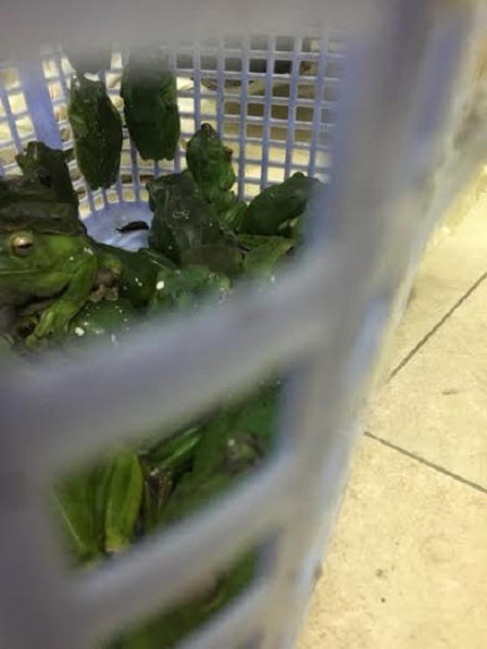 Hà Nội: Giải cứu thành công cá thể culi quý hiếm cùng nhiều động vật hoang dã